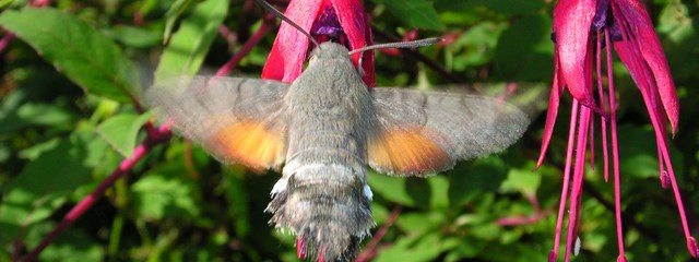 lundy-invertebrates-hero