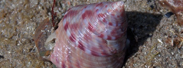 lundy-painted-topshell-hero