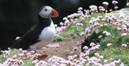 A puffin standing on a grassy bank