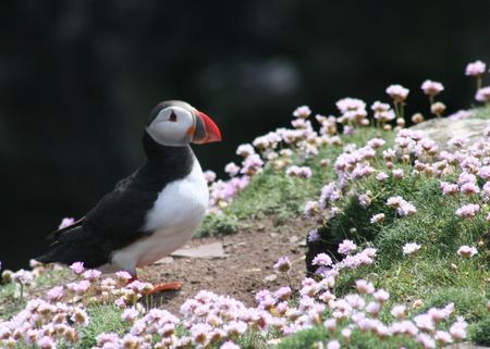 A puffin sitting on a grassy bank