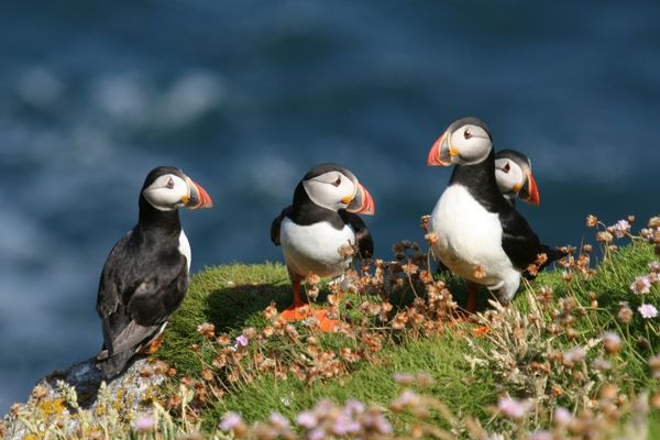 Lundy puffins 600x400.jpg