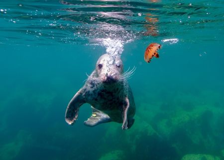 A grey seal swimming underwater