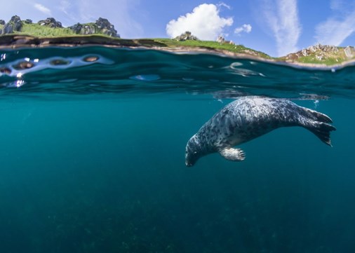Lundy seal 900x642