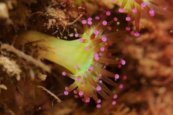 Anemone in seas around Lundy