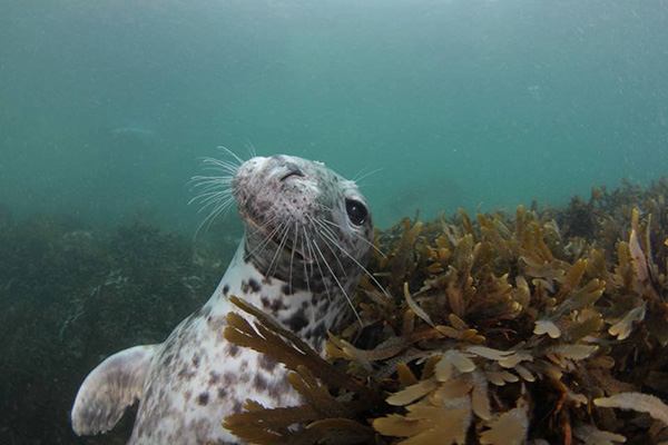 Seal in the seas around Lundy