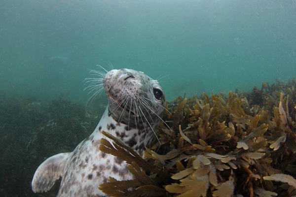 Seal in the seas around Lundy