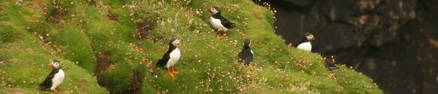 Lundy puffins hero 1600x345