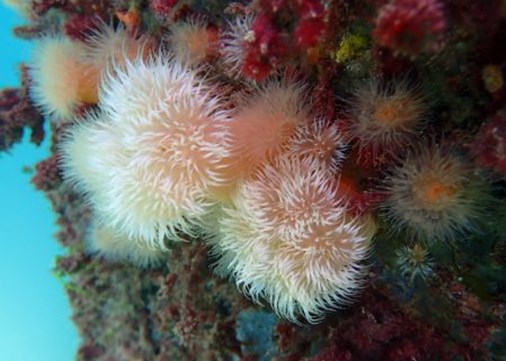Sealife Lundy 450x321
