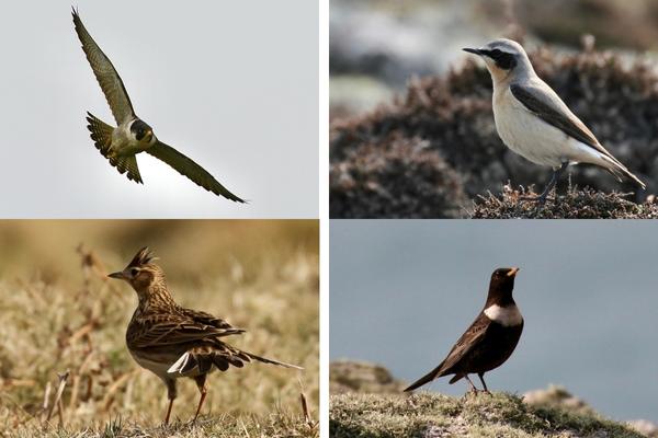 Lundy-Trees-a-Crowd-birds-600x400.jpg