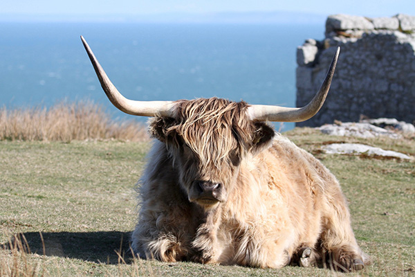 Lundy cattle