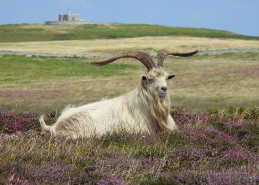 Read about Lundy’s wildlife -450x321
