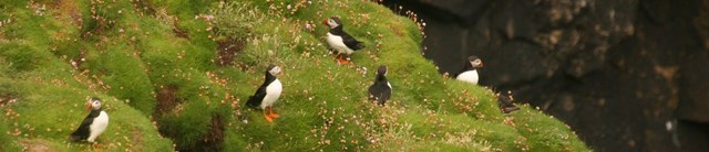 Lundy puffins hero 1600x345