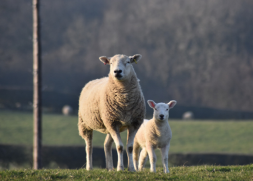 sheep-theruin-exterior-450x321