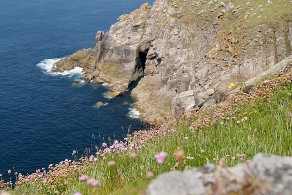 Lundy's wildflowers overlooking the cliff edge