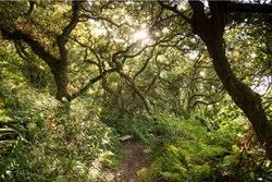 Peppercombe woodland 1200x800