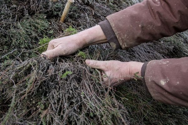 Heather thatching at Causeway House 