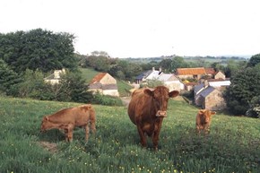 chapel-restoration-lettafordandcows-600x400