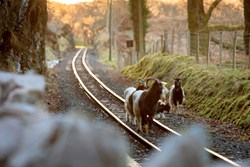 CoedyBleiddiau-exterior-goats-600x400