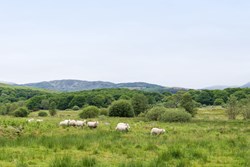 Glenmalloch Lodge view sheep 1200x800