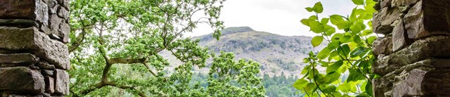 Mountain image with trees