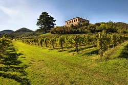 VillaDeiVescovi-exterior-acrossvineyard-600x400