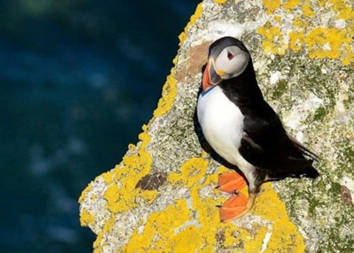 Lundy puffin-450x321