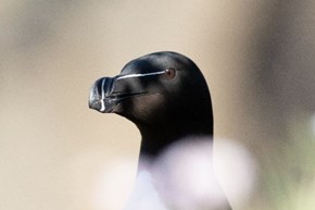 Puffin 600x400 (1)