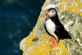 Puffin 600x400 (3)