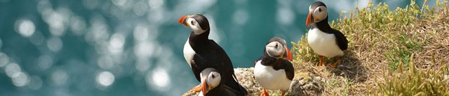 Puffin hero -3200x690