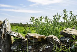 Old Place of Monreith ext wall 1200x800