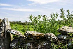 OldPlaceofMonreith-Exterior-wallandthistles-600x400