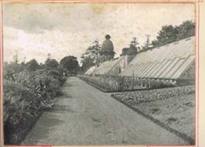 pineapple-history-gardensatdunmore-600x400
