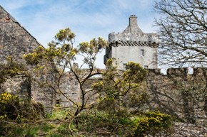saddellcastle-exterior-tree-600x400