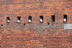 Silverton Stables ext doves 1200x800