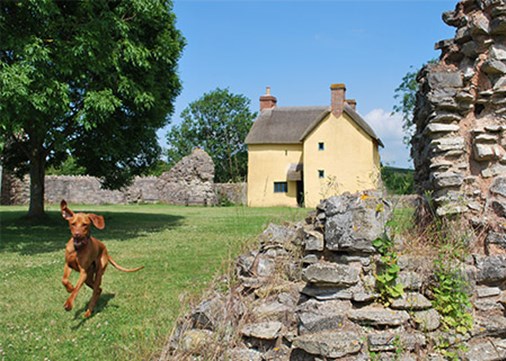 stogursey-dog-450x321