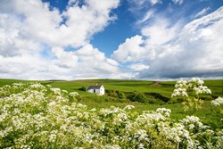 Tangy Mill ext cow parsley 1200x800