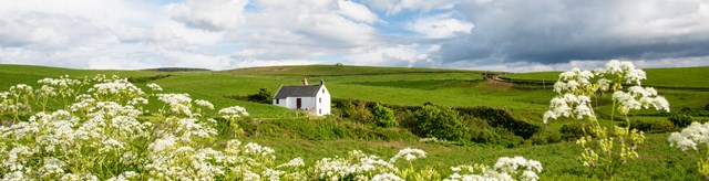 TangyMill-exteriors-cowparsley-1600x410