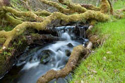 ty coch stream 1200x800