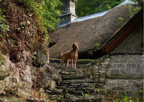Dog friendly 900x642