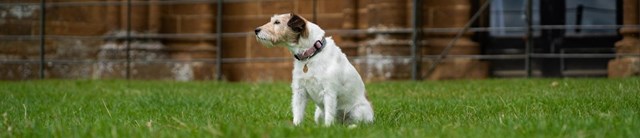 Dog outside Gothic temple