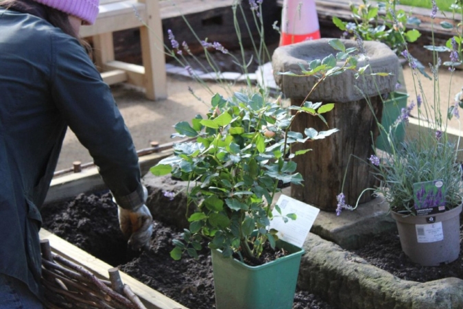 community garden volunteer